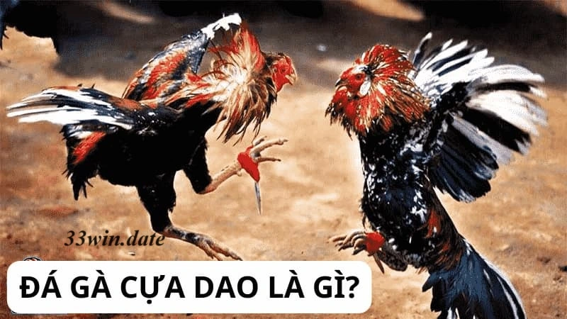 Đá gà cựa dao 33win