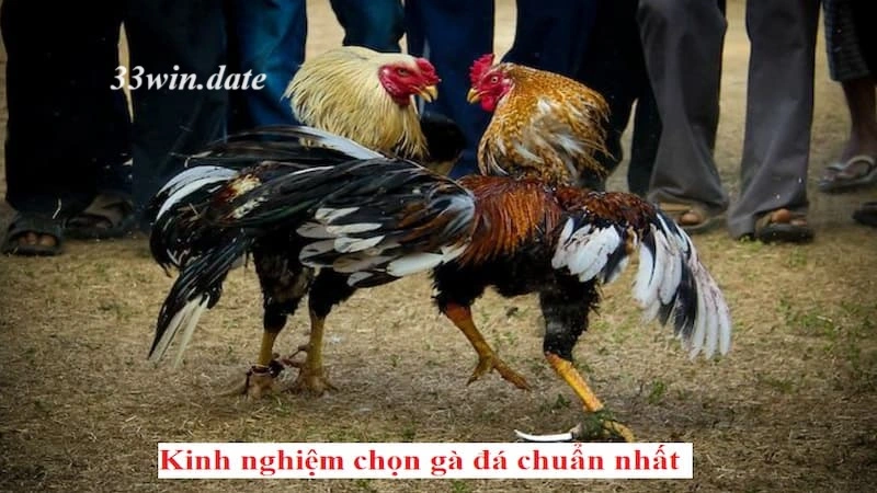 Những chiến thuật thắng lợi trong đá gà cựa dao